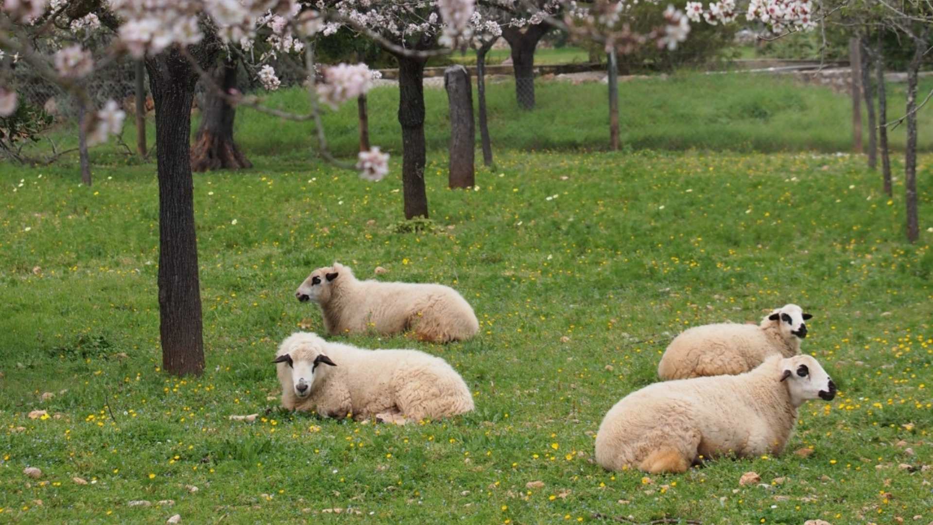 Agroforestry | Investing in Agricultural Lands | Invest4land